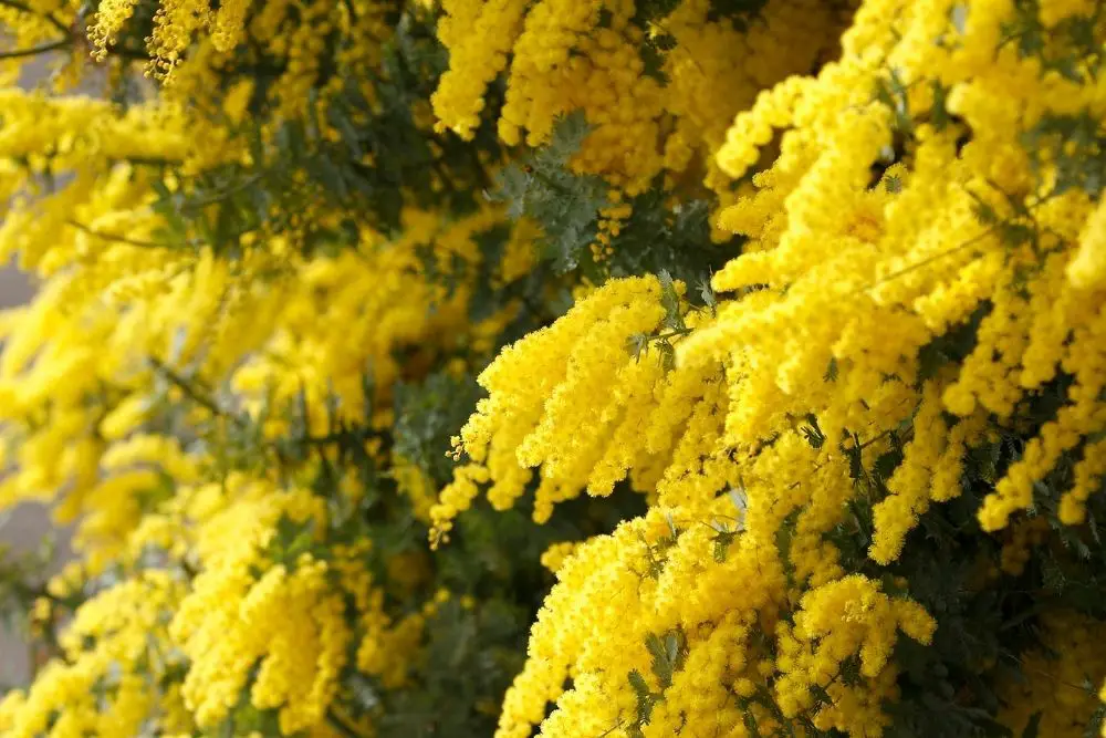 Acacia Flower Meaning