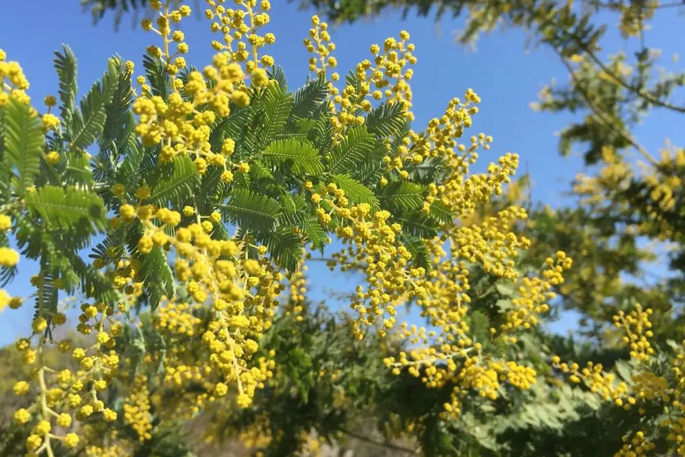 Acacia Flower Meaning
