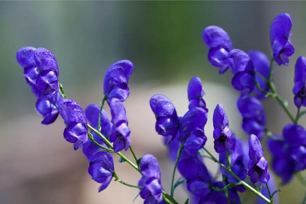 Aconite Flower Meaning
