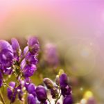 Aconite Flower Meaning, Spiritual Symbolism, Color Meaning & More