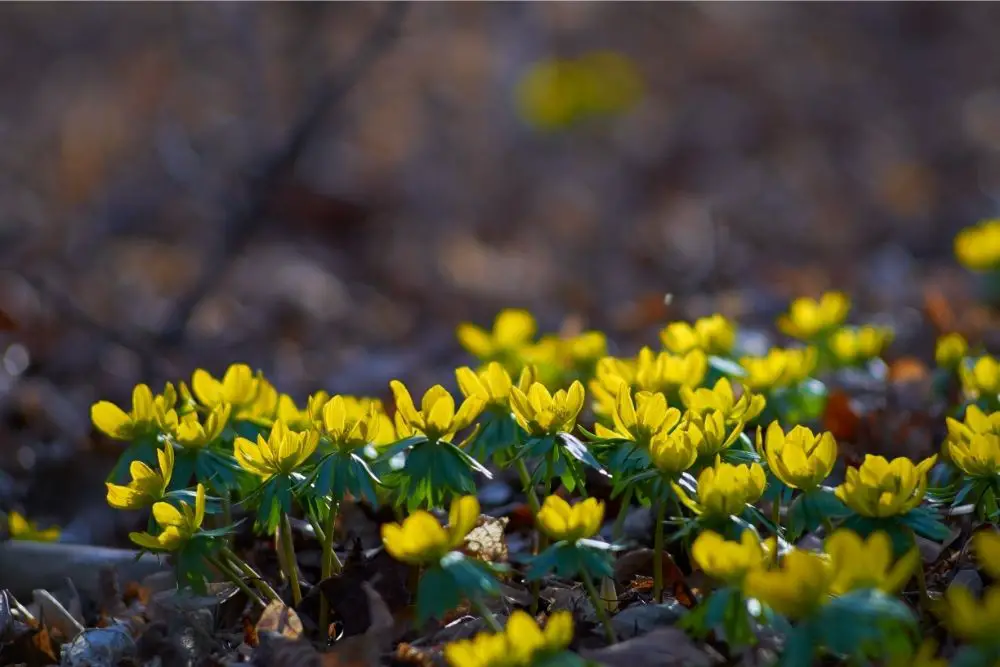 Aconite Flower Meaning