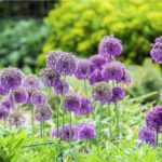 Allium Flower Meaning, Spiritual Symbolism, Color Meaning & More