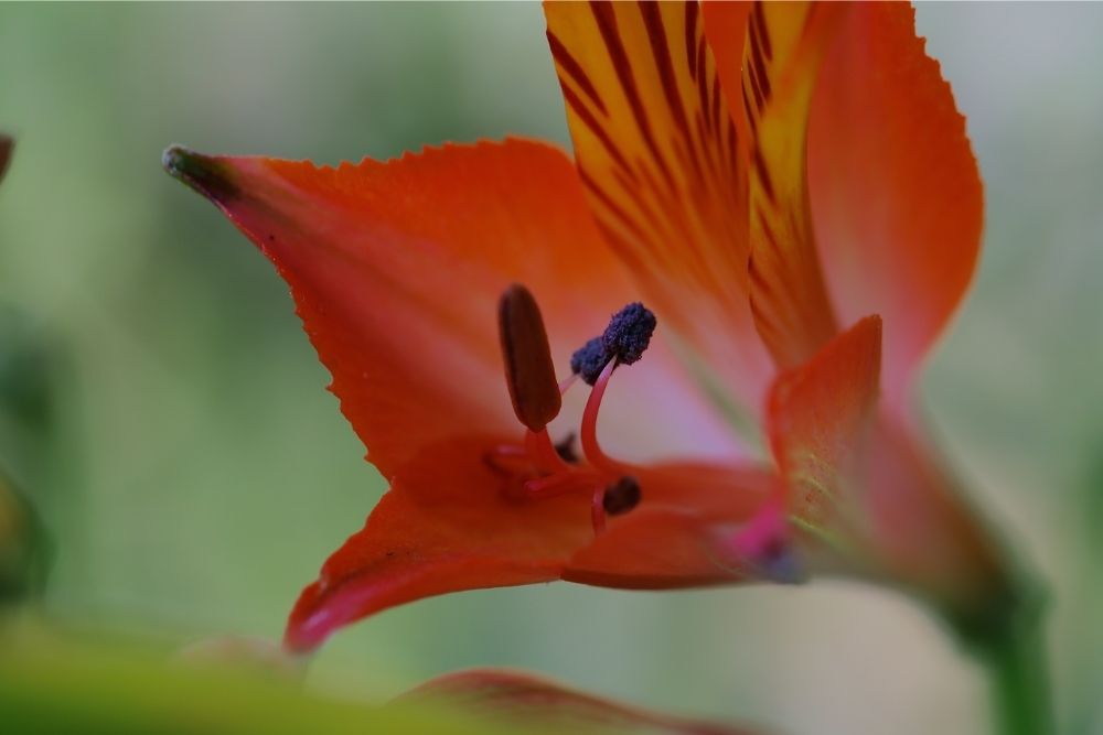 Alstroemeria Flower Meaning
