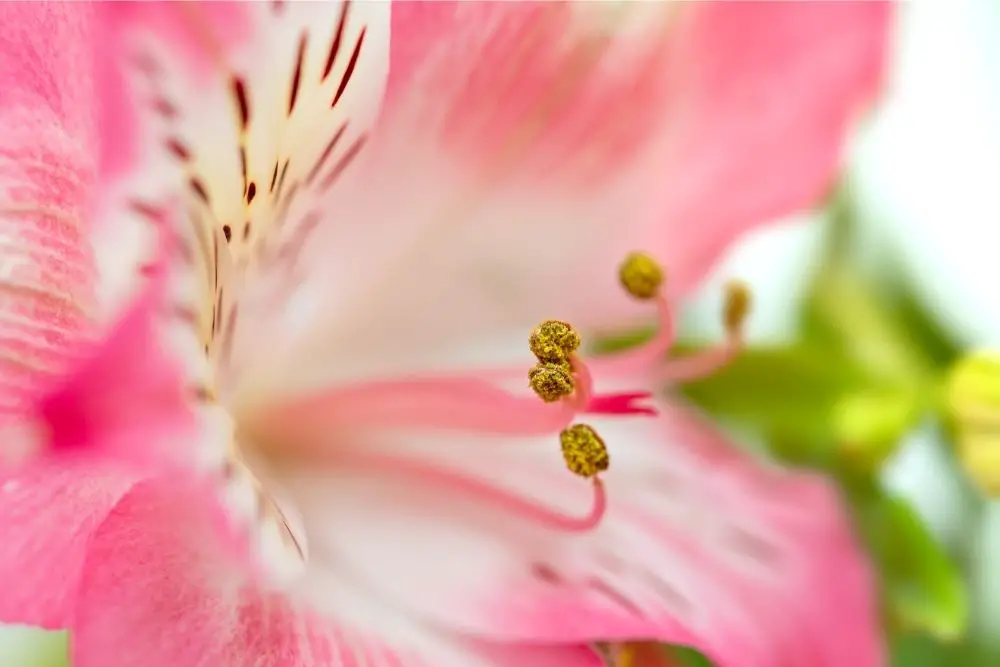 Alstroemeria Flower Meaning