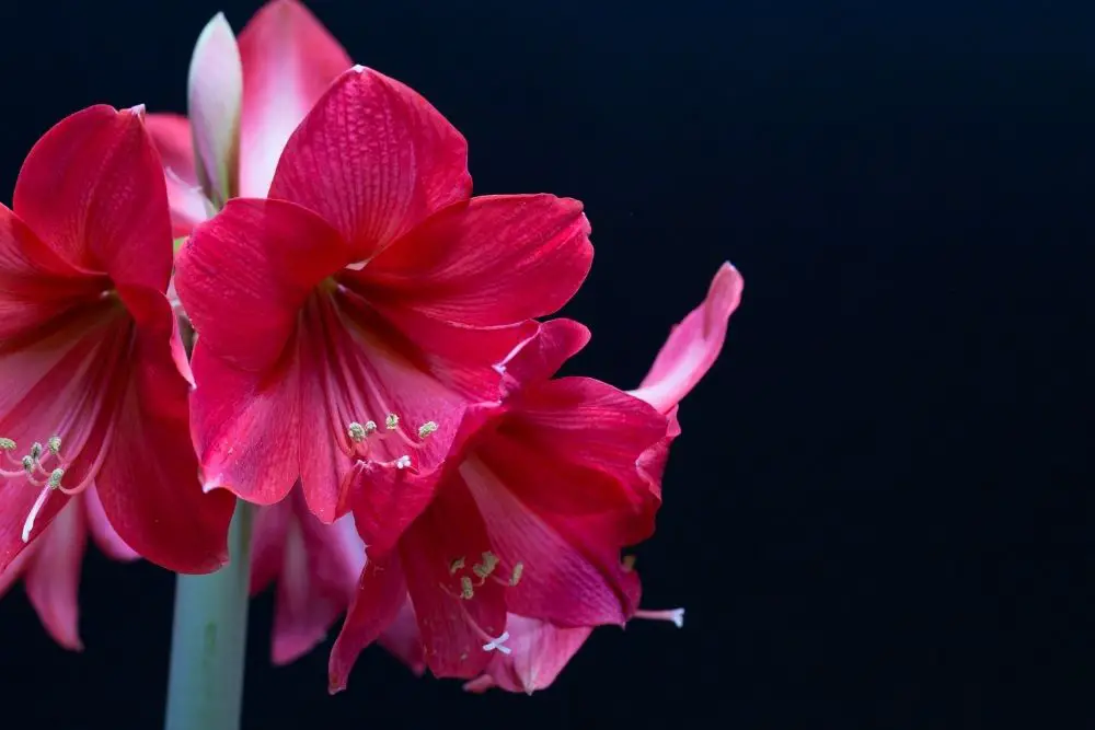 Amaryllis Flower Meaning