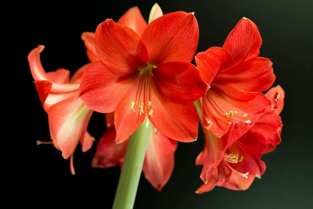 Amaryllis Flower Meaning 