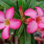 Azalea Flower Meaning, Spiritual Symbolism, Color Meaning & More