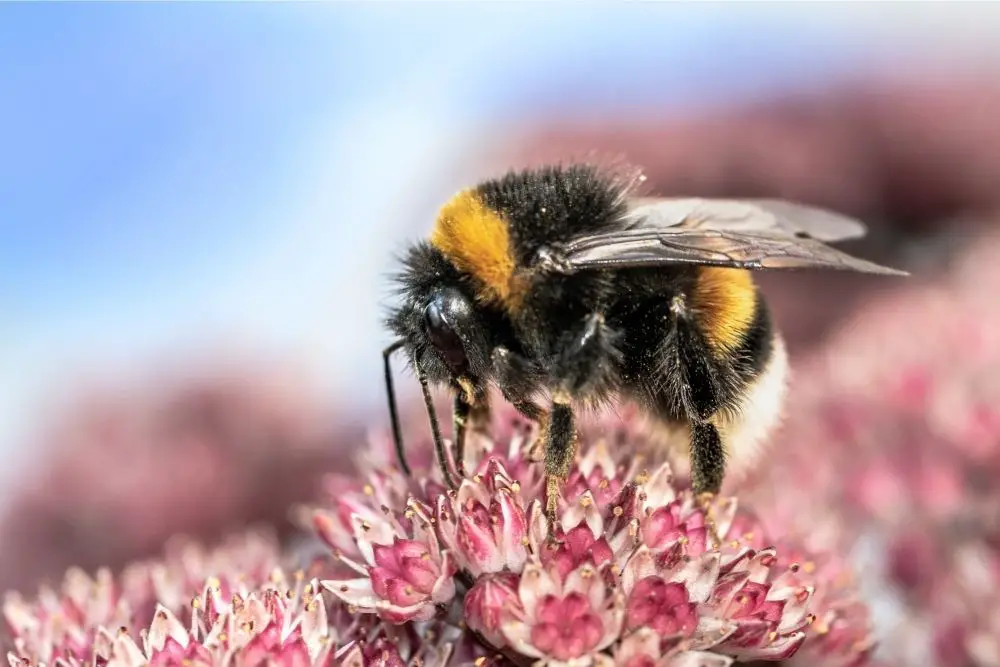 Bee: Spiritual Meaning, Dream Meaning, Symbolism & More