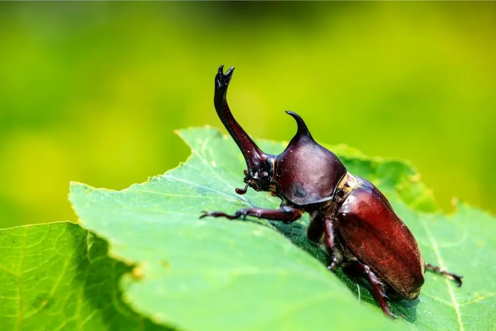 Beetle Spiritual Meaning, Dream Meaning, Symbolism & More