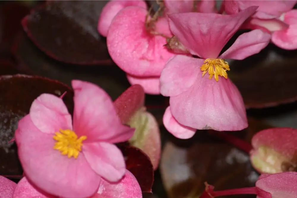Begonia Flower Meaning