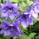 Bellflower Meaning, Spiritual Symbolism, Color Meaning & More