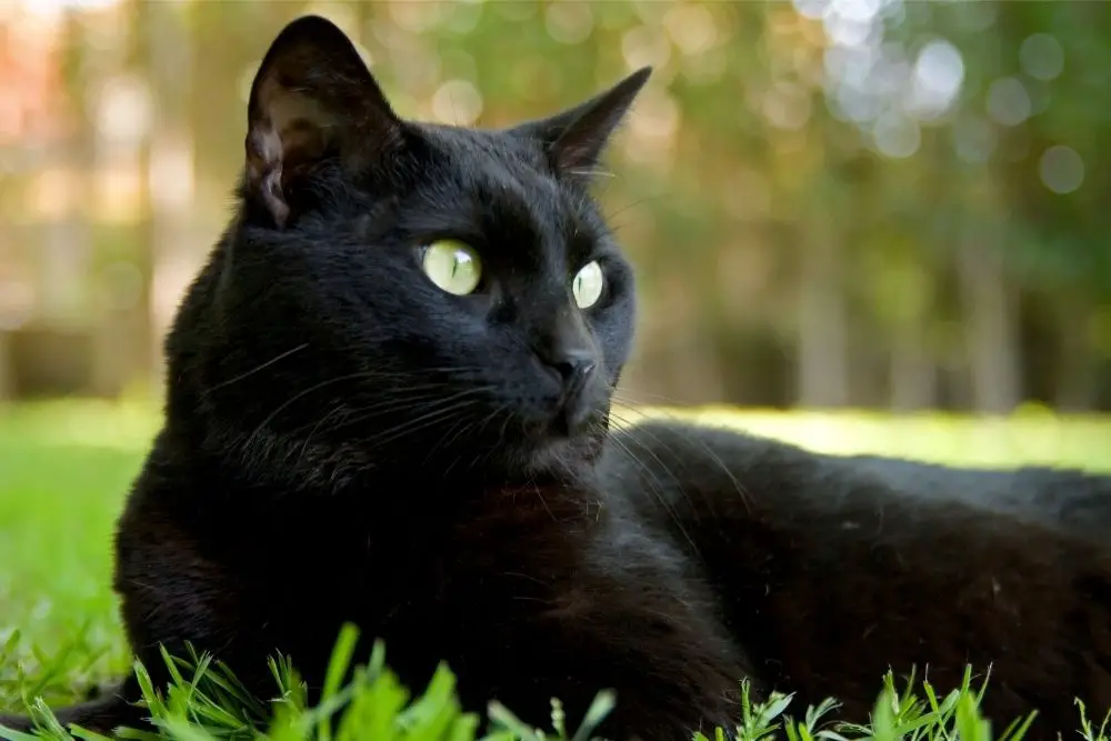 Black Cat: Spiritual Meaning, Dream Meaning, Symbolism & More