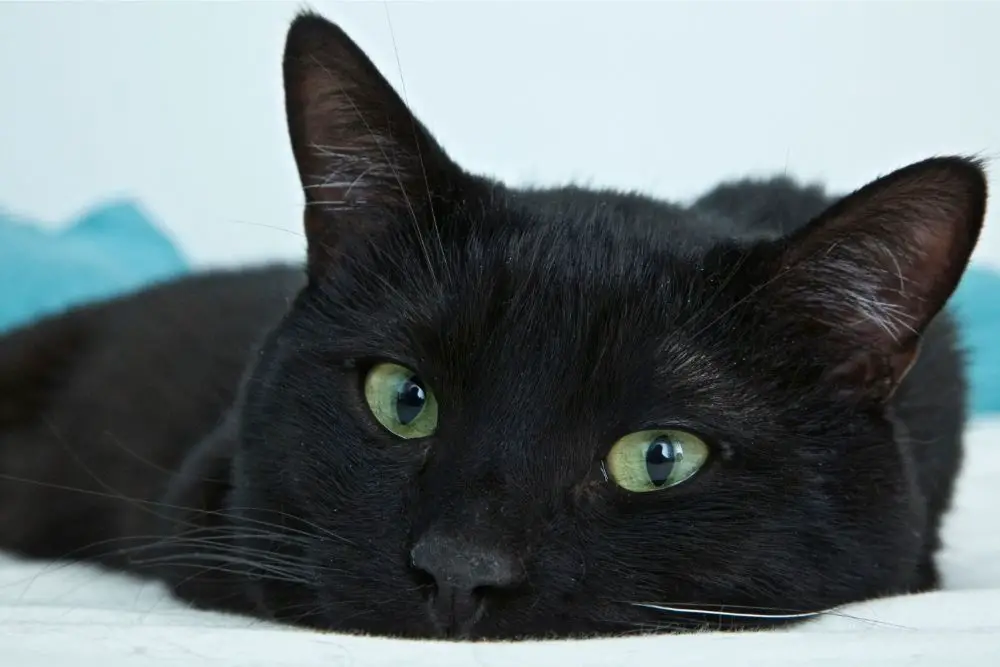 Black Cat spirit animal