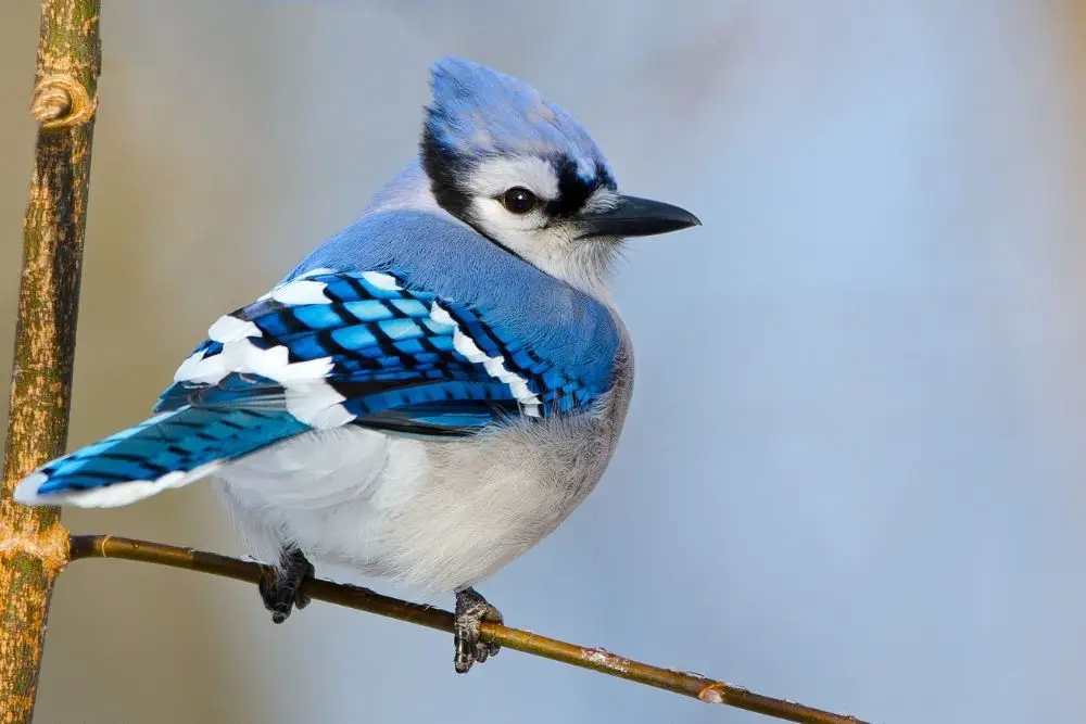 Blue Jay Spiritual Meaning, Dream Meaning, Symbolism & More
