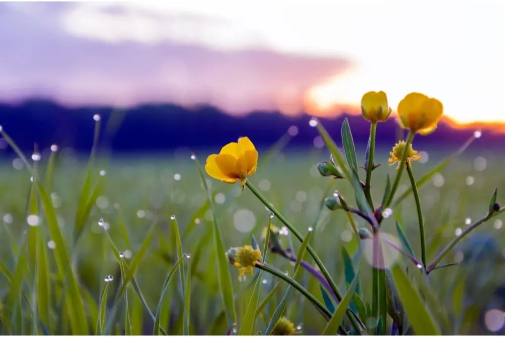 Buttercup Flower Meaning