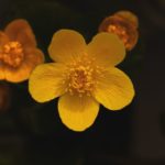 Buttercup Flower Meaning, Spiritual Symbolism, Color Meaning & More