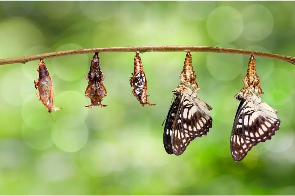 Butterfly Spiritual Meaning, Dream Meaning, Symbolism & More