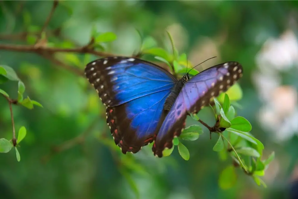 Butterfly Spiritual Meaning, Dream Meaning, Symbolism & More