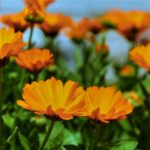 Calendula Flower Meaning, Spiritual Symbolism, Color Meaning & More