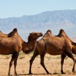 Camel Spiritual Meaning, Dream Meaning, Symbolism & More