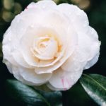 Camellia Flower Meaning, Spiritual Symbolism, Color Meaning & More