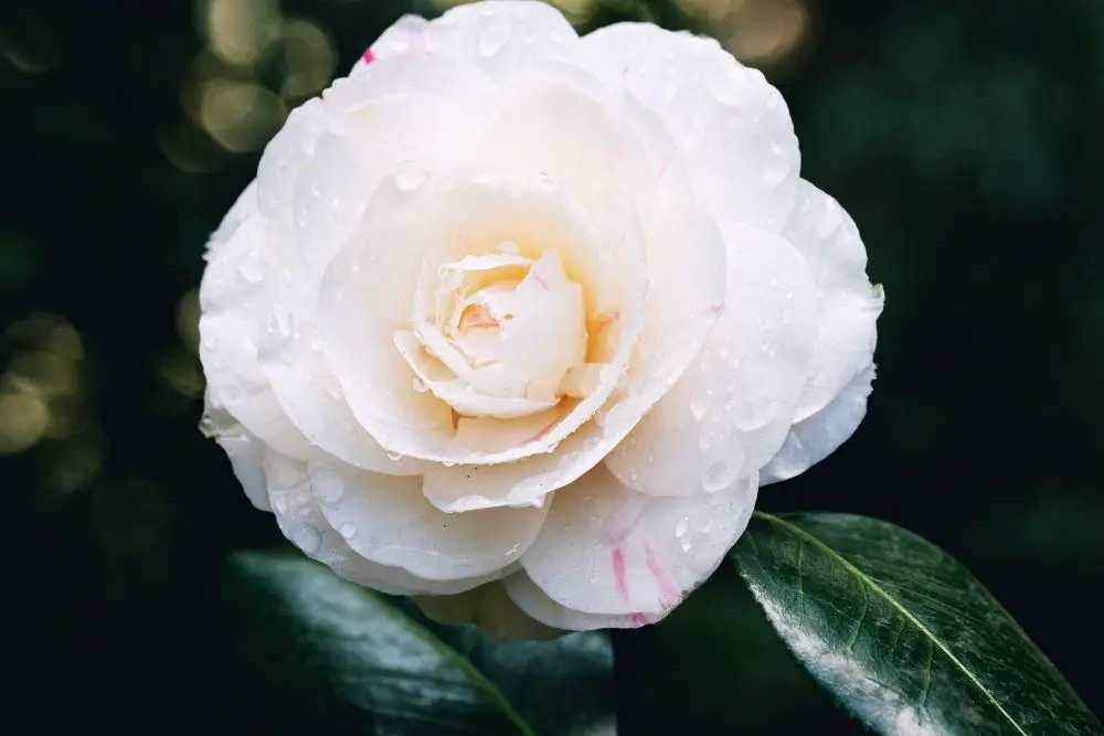 Camellia Flower Meaning