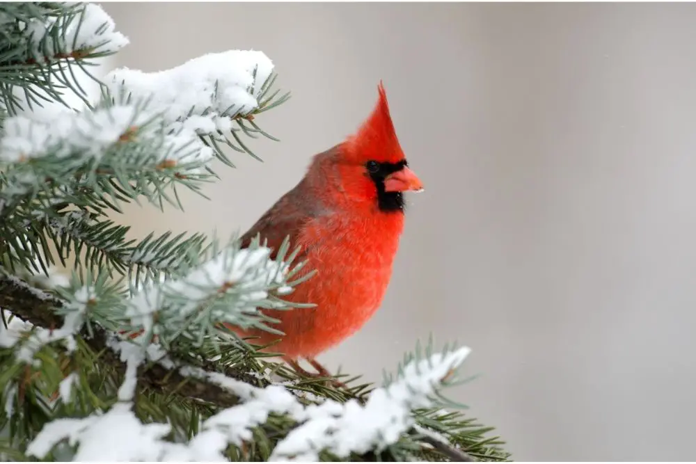 Cardinal: Spiritual Meaning, Dream Meaning, Symbolism & More