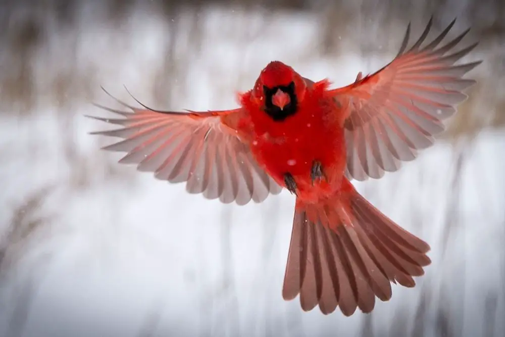 Cardinal: spiritual meaning, dream meaning, symbolism & more