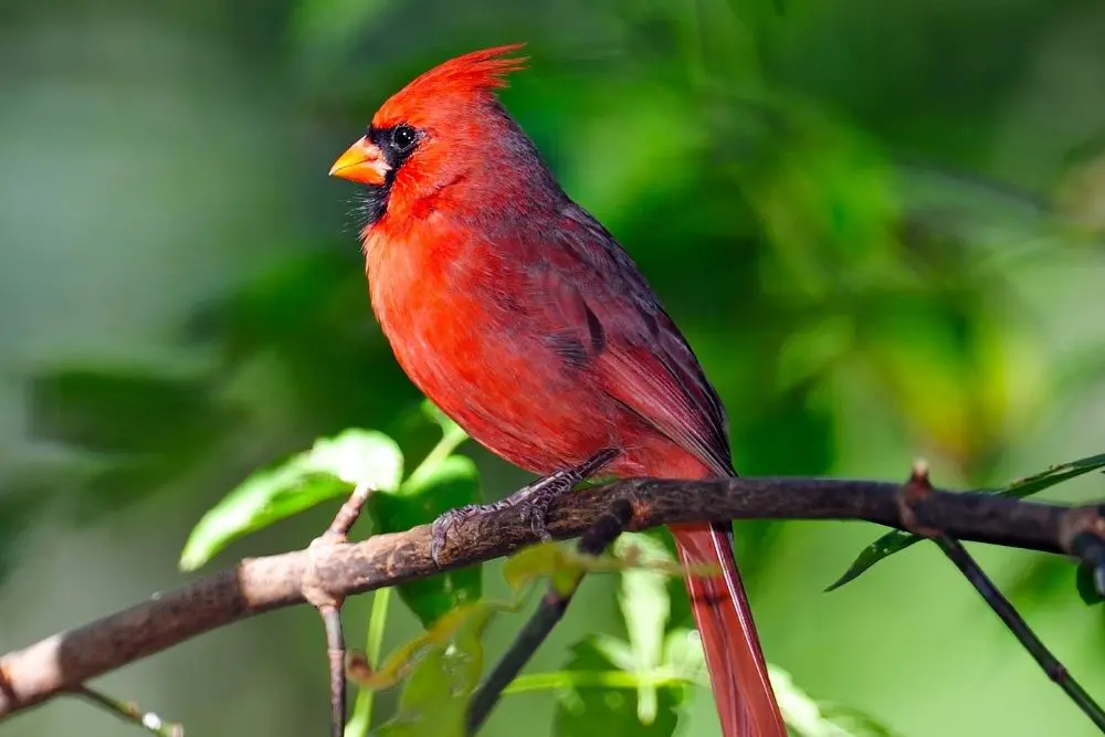 Cardinal: spiritual meaning, dream meaning, symbolism & more