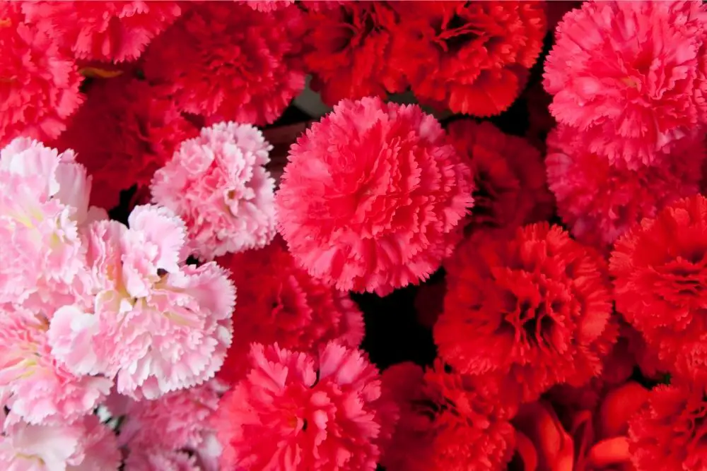 Carnation Flower Meaning