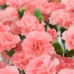 Carnation Flower Meaning, Spiritual Symbolism, Color Meaning & More