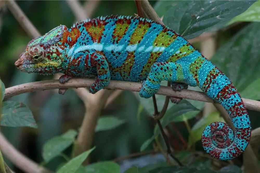 Chameleon: Spiritual Meaning, Dream Meaning, Symbolism & More