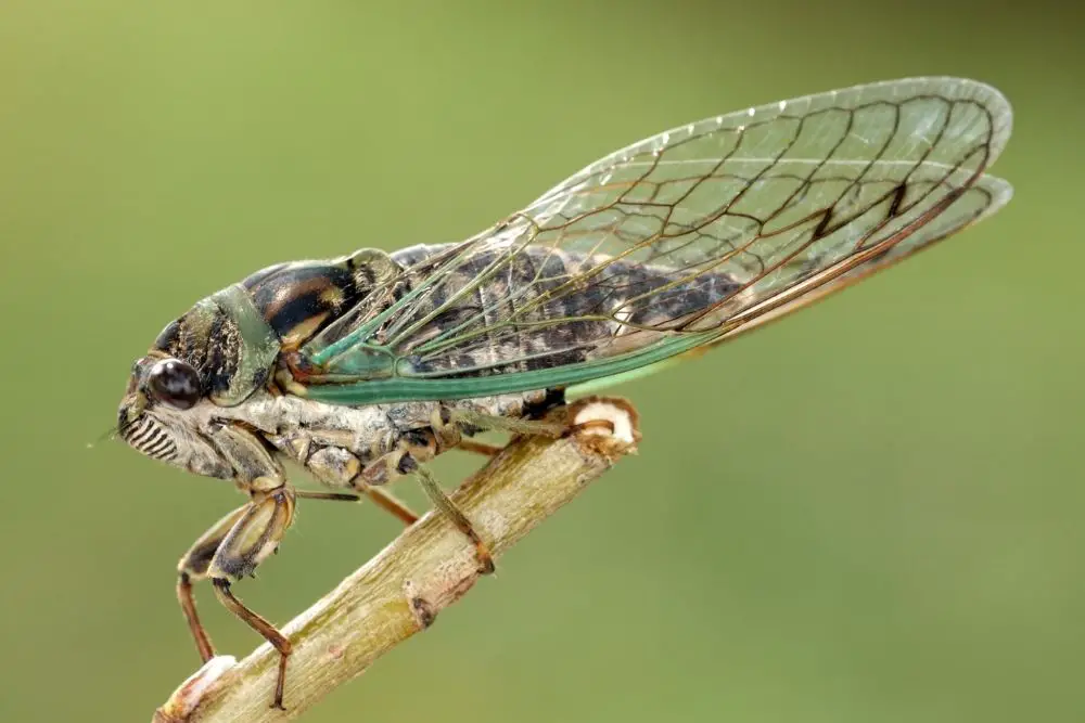 Cicada Spiritual Meaning, Dream Meaning, Symbolism & More