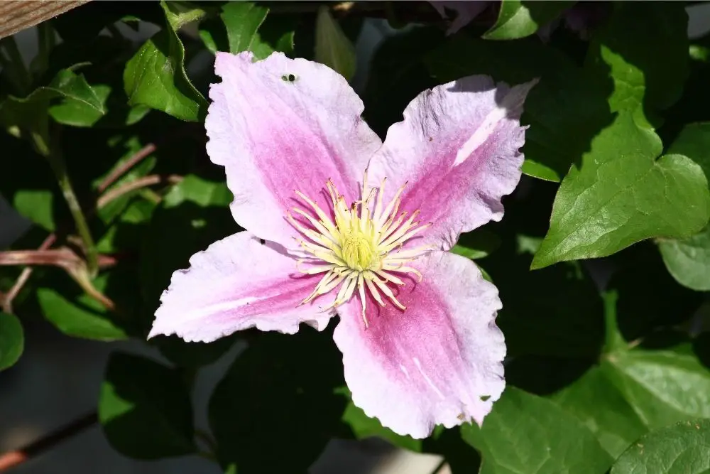 Clematis Flower Meaning
