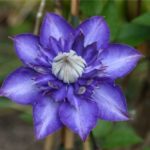 Clematis Flower Meaning, Spiritual Symbolism, Color Meaning & More