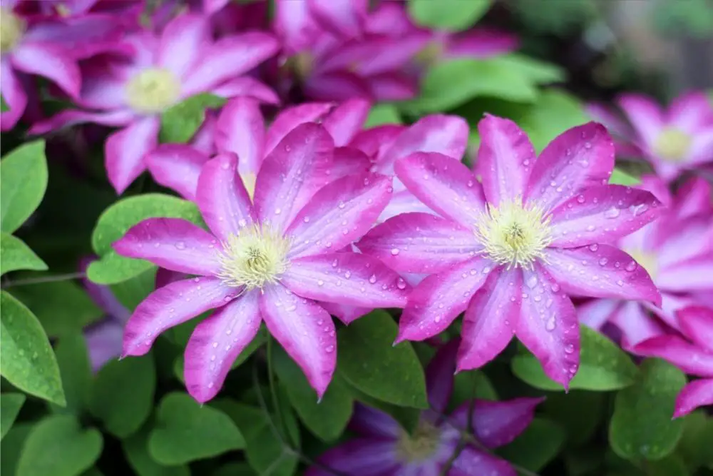 Clematis Flower Meaning