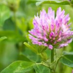 Clover Flower Meaning, Spiritual Symbolism, Color Meaning & More