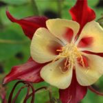 Columbine Flower Meaning, Spiritual Symbolism, Color Meaning & More
