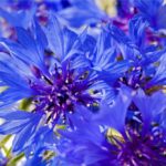 Cornflower Meaning, Spiritual Symbolism, Color Meaning & More