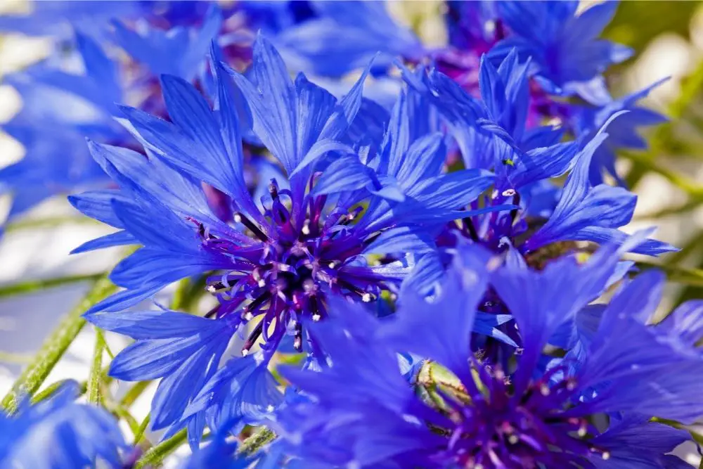 Is the cornflower a plant that appeals to you? Have you ever wondered why that might be? Click on this guide to find out!