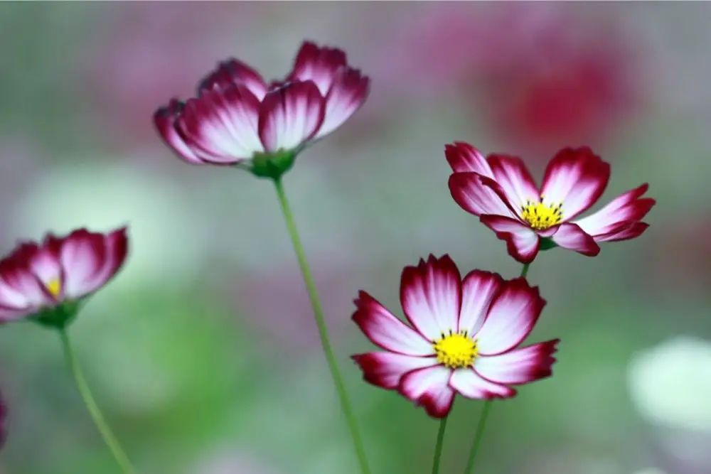 Cosmos Flower Meaning 