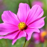 Cosmos Flower Meaning, Spiritual Symbolism, Color Meaning & More