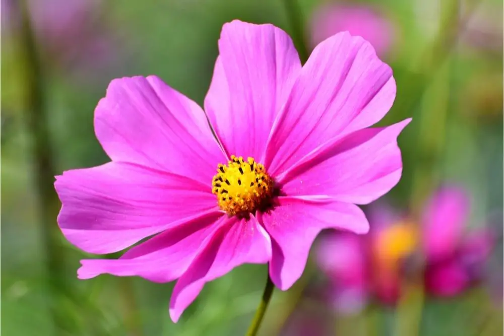 Cosmos Flower Meaning