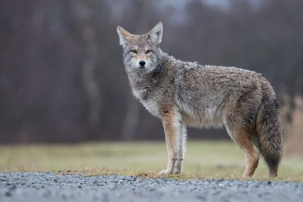 Coyote Spiritual Meaning, Dream Meaning, Symbolism & More