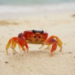 Crab: Spiritual Meaning, Dream Meaning, Symbolism & More