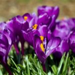 Crocus Flower Meaning, Spiritual Symbolism, Color Meaning & More