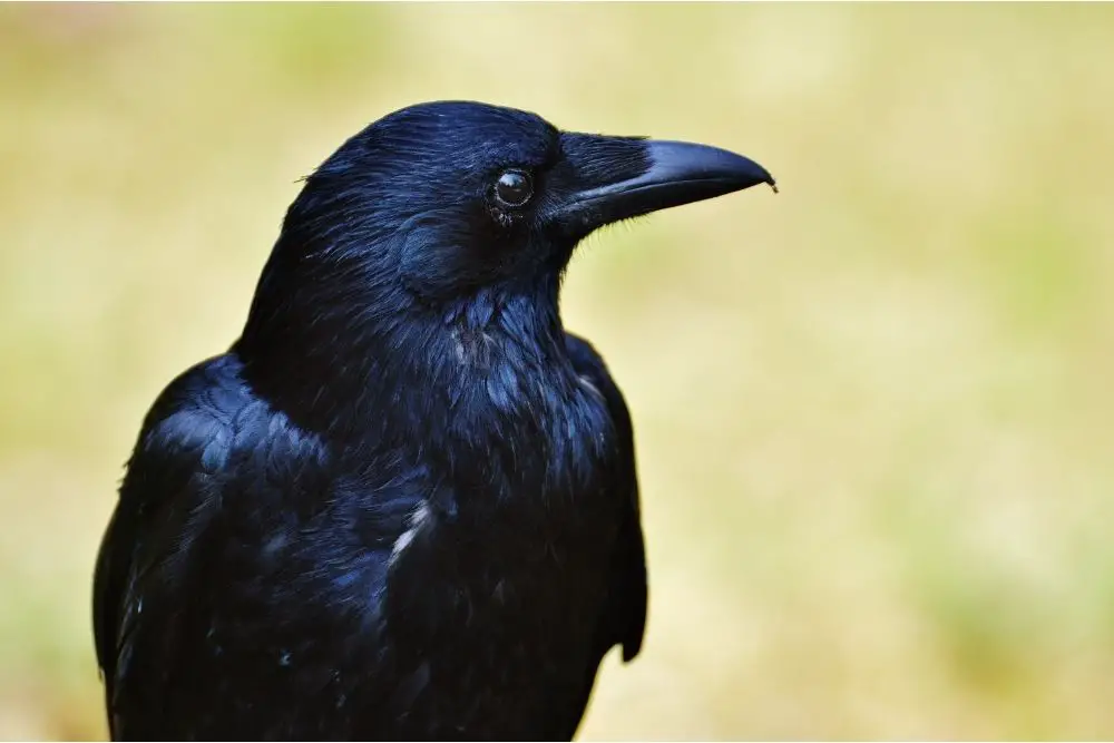 Crow: Spiritual Meaning, Dream Meaning, Symbolism & More