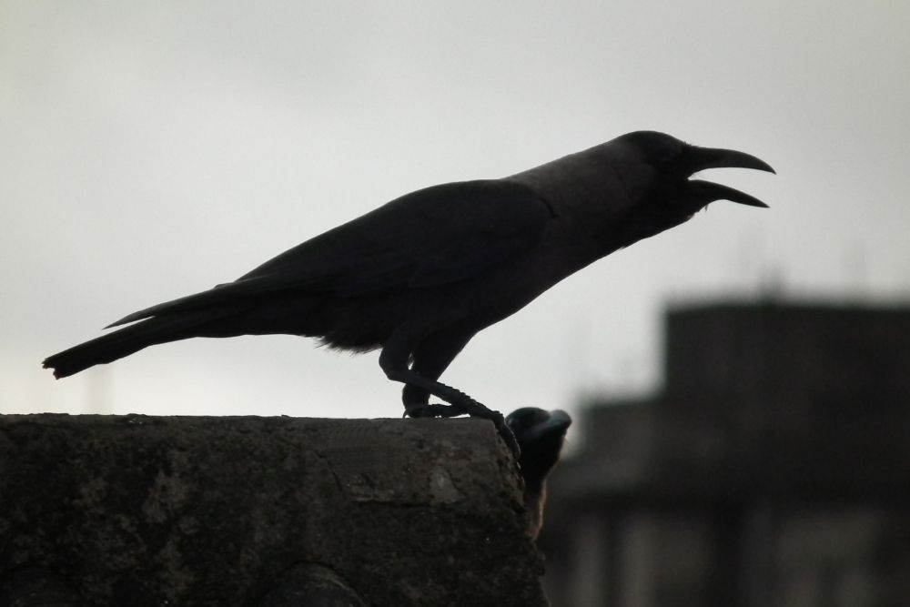 Crow: Spiritual Meaning, Dream Meaning, Symbolism & More