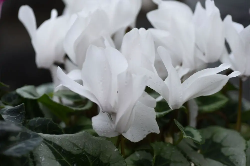 Cyclamen Flower Meaning