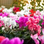 Cyclamen Flower Meaning, Spiritual Symbolism, Color Meaning & More